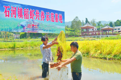 小龙虾住进智能化工厂 大竹县“稻虾共养”亩均效益近万元